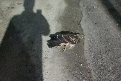 Sinop’ta yaralı bulunan doğan tedavi altına alındı