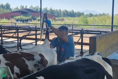 Söke’de hastalıktan ari işletmelerde rutin sağlık kontrolleri sürüyor