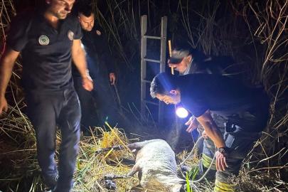 Su kuyusuna düşen koyun itfaiye ekiplerince kurtarıldı