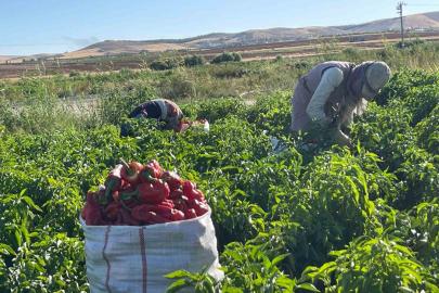 Tarlalardan sofralara acı yolculuk başladı