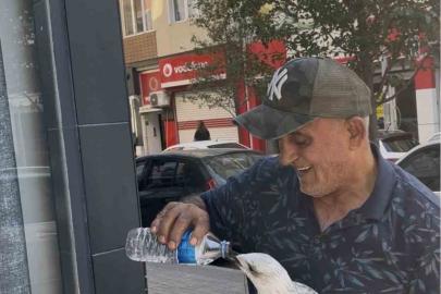 Tekirdağ’da bitkin düşen martı kolunu ısırdı şefkatini eksik etmedi