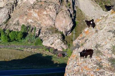 Tekno Çobanın fendi inatçı keçileri yendi