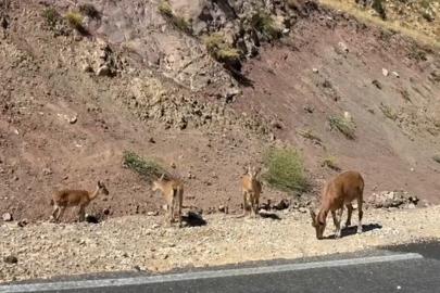 Tunceli’de dağ keçisi sürüsü görüntülendi