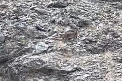 Tunceli’de vaşak görüntülendi