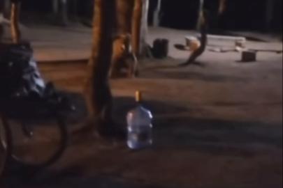 Uludağ’da çadır kuran ailenin yanına aç kalan ayı geldi