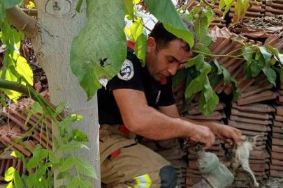 Vanaya sıkışarak mahsur kalan yavru kedi, itfaiye ekiplerinin çalışmasıyla kurtarıldı