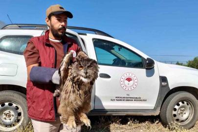 Yaralı puhu kuşu koruma altına alındı
