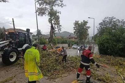 Yayladağı’nda aracın üzerine ağaç devrildi