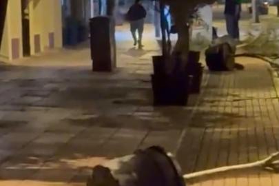 Yol kenarındaki saksıları devirerek yürüdü