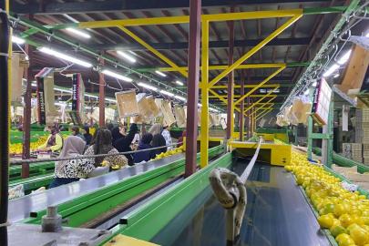 Yurt dışına satılan limonda pestisit kontrolleri sürüyor