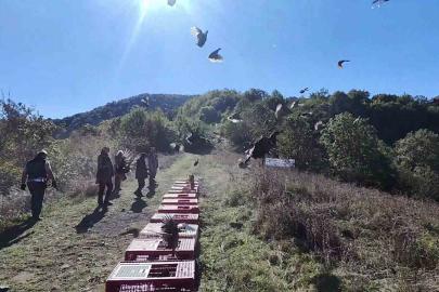 Zonguldak’ta yaban hayatını desteklemek için sülünler doğaya salındı