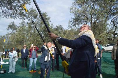 21. Uluslararası Zeytin Hasat ve Turizm Festivali’nde hasat yapıldı