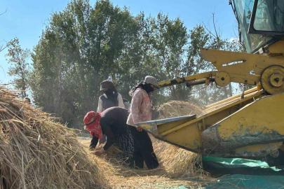 40 yıl sonra gelen bereket: Tarlalarda yeniden çeltik mesaisi