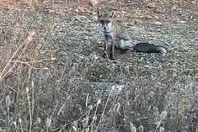 Aç kalan yavru tilki köye indi