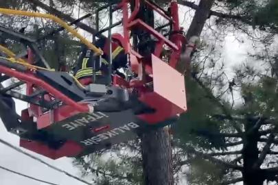 Ağaçta mahsur kalan kediyi itfaiye kurtardı