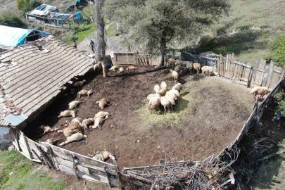 Ağıla giren kurtlar 18 koyunu telef etti, 11 koyunu yaraladı