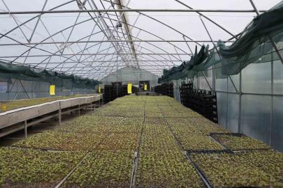 Akçaabat’ta 65 bin marul fidesi çiftçilere teslim edildi