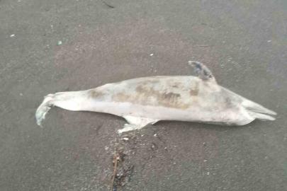 Akçakoca’da fırtına sahile ölü yunus sürükledi