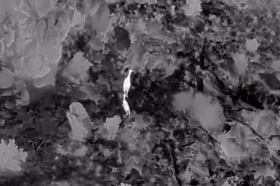 Akdağ’da kızıl geyikler termal dronla görüntülendi