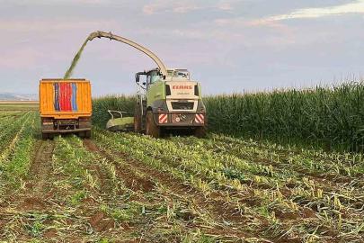 Araban Ovası’nda silajlık mısır hasadı başladı