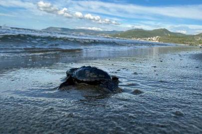 Aydın’da Caretta carettaların yavru çıkışları tamamlandı