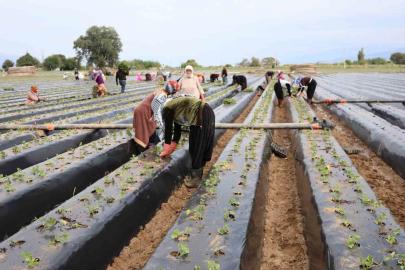 Aydın’da çilek üreticisi yeni sezon dikimlerine başladı