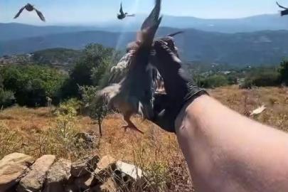 Aydın’da doğal yaşam alanlarına kınalı keklik salımı yapıldı