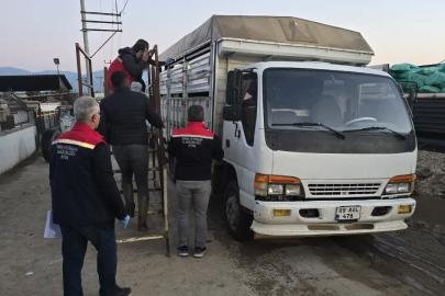 Aydın’da hayvan pazarında sıkı denetim