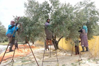 Aydın’da zeytin hasadı başladı
