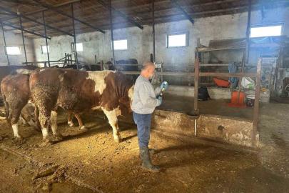 Aydıntepe’de şap aşılama çalışmaları 13 köyde tamamlandı