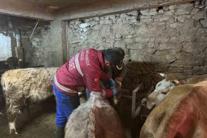 Aydıntepe’de şap aşılama ve küpeleme çalışmaları yeni yerleşimlerde devam ediyor