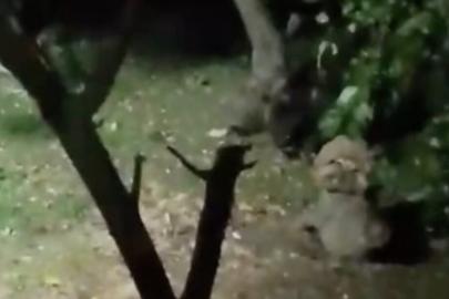 Ayı elma ziyafetine çıktı, ev sahibinin sözleri güldürdü