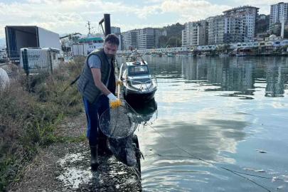 Balık çöplüğüne dönen liman temizlendi