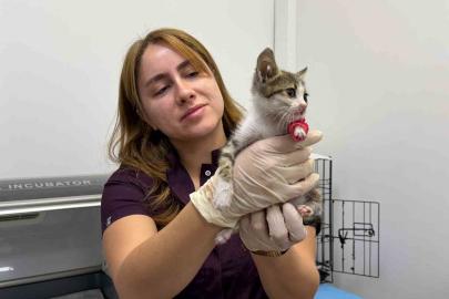 Bandırma’da şiddete uğrayan yavru kedi tedavi altına alındı