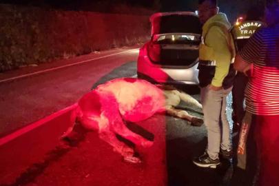 Bartın’da otomobil büyükbaş hayvana çarptı: 1 yaralı