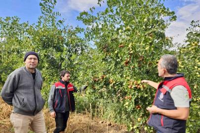 Başmakçı’da hünnap üretimi tarımsal çeşitliliğe katkı sağlıyor
