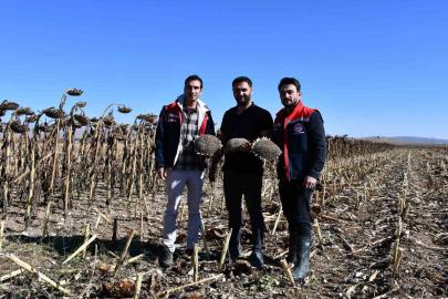 Bayburt’ta ayçiçeği tarlalarında hasat kontrolleri yapıldı