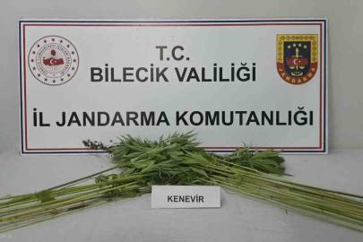 Bilecik’te tarlada kenevir bitkisi ele geçirildi