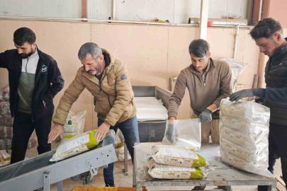 Bitlis, tohumluk kuru fasulye üretiminde Türkiye birincisi