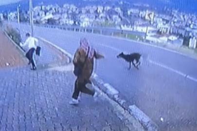 Bursa’da köpek dehşeti kamerada: Çocuk kaçarken bacağını kırdı