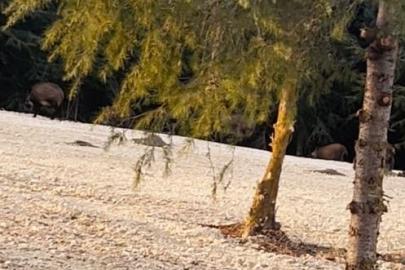 Büyükçekmece’de domuz sürüsü yol kenarına indi