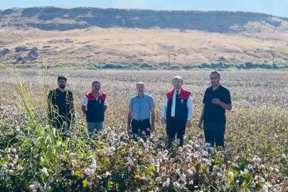 Cizre’de ’beyaz altın’ mesaisi başladı