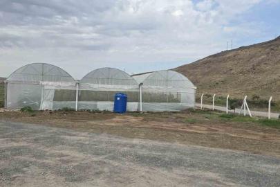 Cizre’de örtü altı yetiştiriciliğine devlet eli