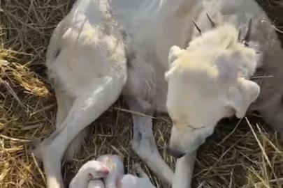 Çoban köpeği sürünün başında doğum yaptı