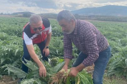Coğrafi işaretli Gölhisar Enginarı’nda hasat için geri sayım başladı