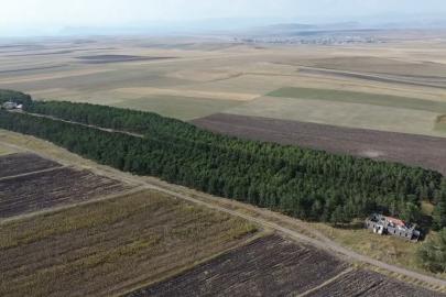COP31’e örnek bir hikaye: 55 yıl önce diktiği fidanların ormana dönüşmesini gururla izliyor