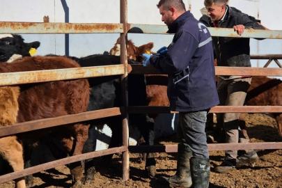 Demirözü’nde şap aşılama çalışmaları devam ediyor