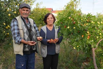 Diktiği fidanların meyvelerini almaya başladı