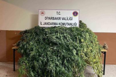 Diyarbakır’da 57 bin 700 kök kenevir ele geçirildi