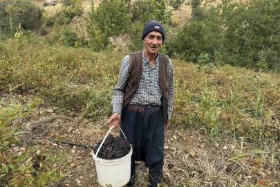 Diyarbakır’da aronya meyvesi hasadı başladı